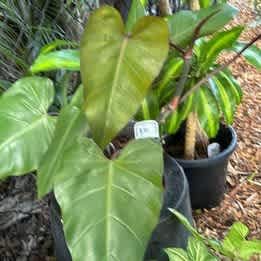 2 x Philodendron Erubescens Red Emerald Plant