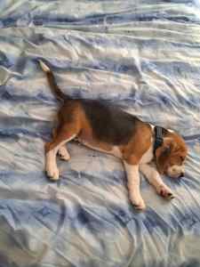 Pure bred beagle puppy dob ****2023