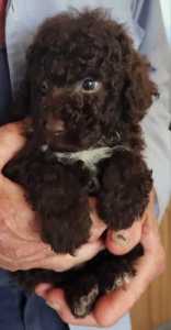 Poodles, toy, purebred, chocolate and black 
