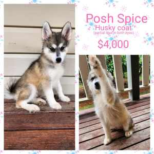 READY NOW Pomsky puppies f2 2 girls available 