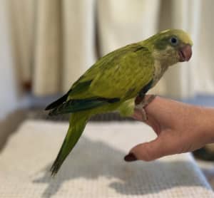 Handraised Quaker parrots