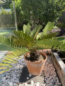 Potted Cardboard Palm