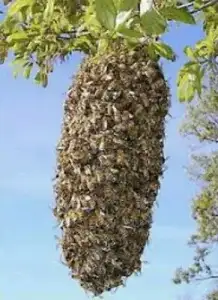 Free Bee swarm removal