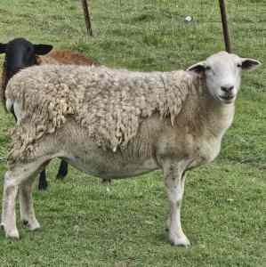 3 x Dorper Ewes in lamb $150 each or 3 for $400
