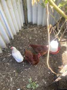 chickens for sale 3 for $100
