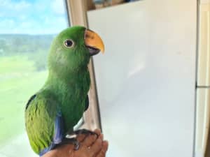 Male Eclectus Hand Raised 