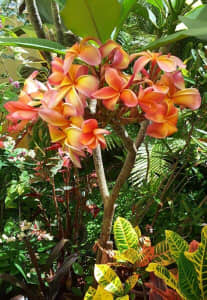 Frangipani Frenzy: a riot of colour - healthy, rooted & po