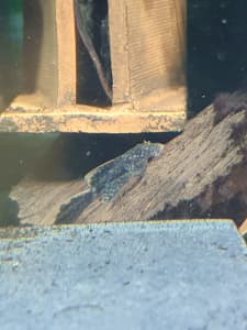 Variety of Bristlenose Available Now 