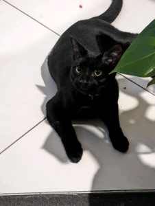 Black Cat for new home