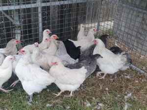 Point lay pullets girls 