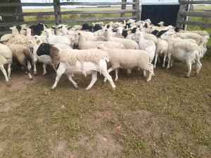 Dorper X 2 4 6 tooth Wethers