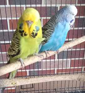 2 female clubrung large English show budgies 