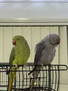 Indian ringneck parrots 