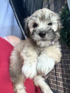 Gumtree maltese hot sale shih tzu