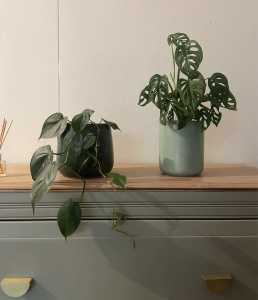 Indoor potted plants ($25 each)