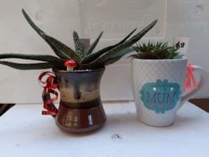 Succulent plant gifts 