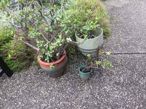 Assorted jade plants