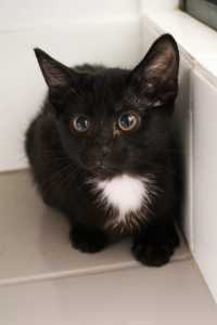Pippy rescue kitten NK6185 vetwork included