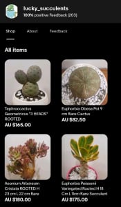 Rare Collectors Succulents And Cactus For Sale! Can deliver!
