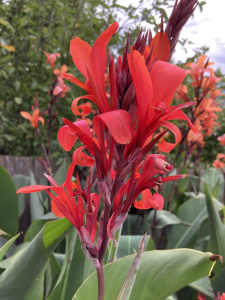 Clump of Red Canna Lilies $5