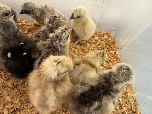 Chicks: Silkies, Pekins