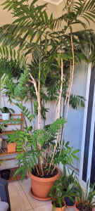 Tall Bamboo Palm