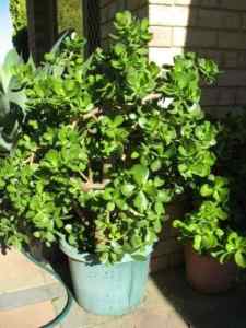 Large jade and lucky money plants, discounts for multi-purchases
