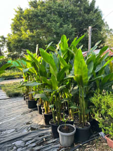 HELICONIA TROPIC - QUALITY PLANTS ON SALE NOW IN THE NURSERY