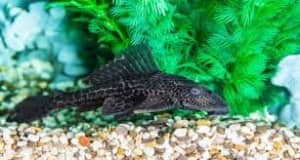 Bristlenose cat fish(Algae Eaters)/Sword tails - Limited quantity