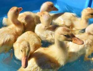 Ducklings - Pekin Ducklings Unsexed On Heat