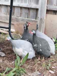 Guinea Fowls 