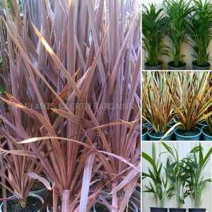 Assorted Plants from $15 Cordylines, Golden Cane Palms, Flaxes