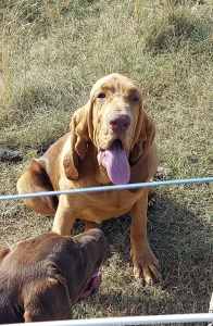 Pure breed Blood Hound free