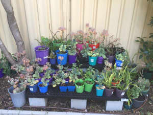 Various Potted Plants