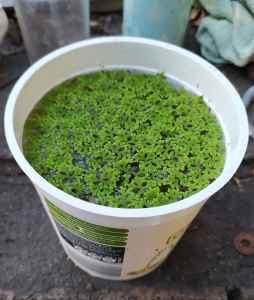 Azolla Mosquito ferns pond plant forever fish food