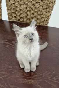 Purebred Ragdoll Female Kitten 😻