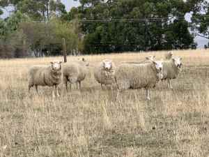 Sheep - Ewes cross breed