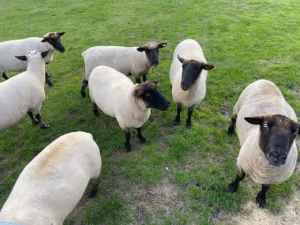 sheep for sale , nice looking Suffolk wethers, good grass eaters
