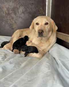 Labrador puppies