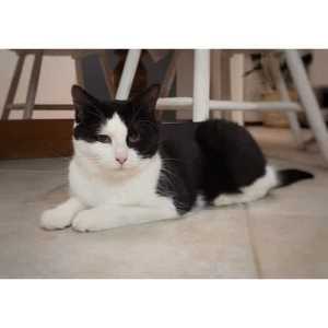 6467 : Queen Mary - CAT FOR ADOPTION - Vet work included