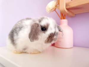 Pure Bred Mini Lop Rabbit - accepting deposits now