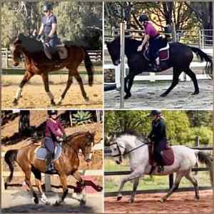Experienced rider available/good horse wanted