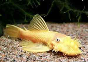 Wanted: Wanted - adult male albino bristlenose