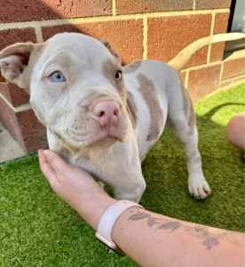 6 Pure bred American Bully’s puppy’s microchipped, vaccinated, ABKC 