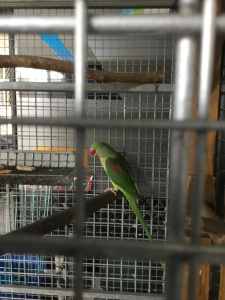 Alexandrine parrots and cage
