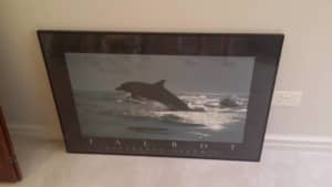 Dolphin Picture Print