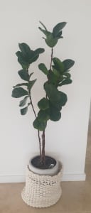 Fiddle leaf fig 2m healthy with white pot 