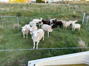 Dorper sheep for sale - Blue Mountains