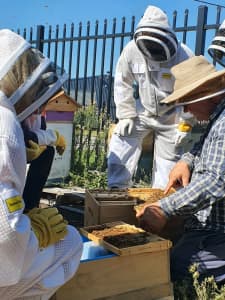 Beehive Bee Hive packages Beekeeping Nuc colonies