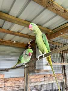 alexdrines parrots